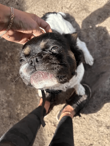 Dog Boarding for Senior Dogs