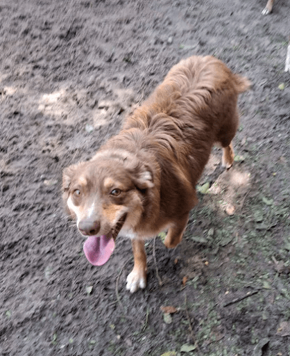 How to Introduce a New Dog to Your Home