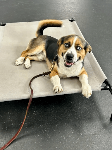 rescue dog shuts down