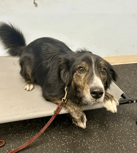 rescue dog shuts down