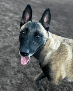 Short-Term vs. Long-Term Dog Boarding