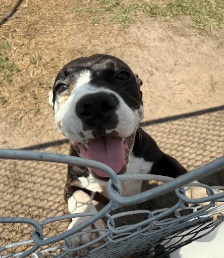 The Truth About E-Collar Training