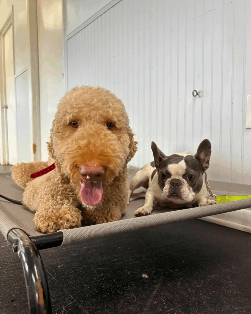 a poodle and boston terrier laying in a cot together during a group dog training class