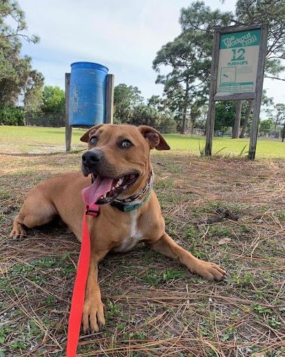 Dog-Friendly Fall Activities