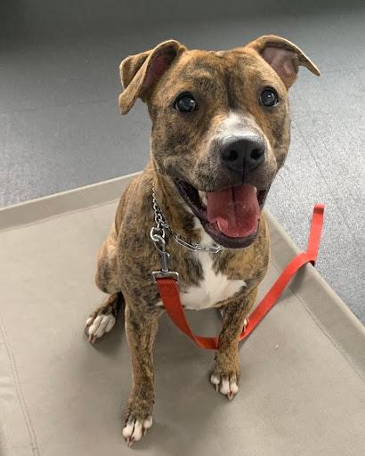 Fall Is the Best Season to Start Dog Training in Florida