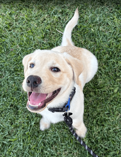 Fall Is the Best Season to Start Dog Training in Florida