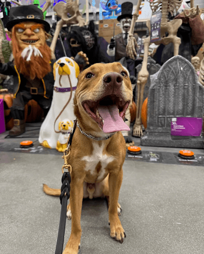 a dog standing in front of halloween decorations