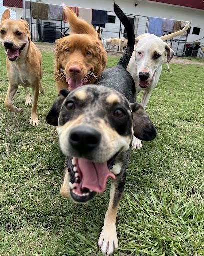 Prepare Your Dog for Halloween Night