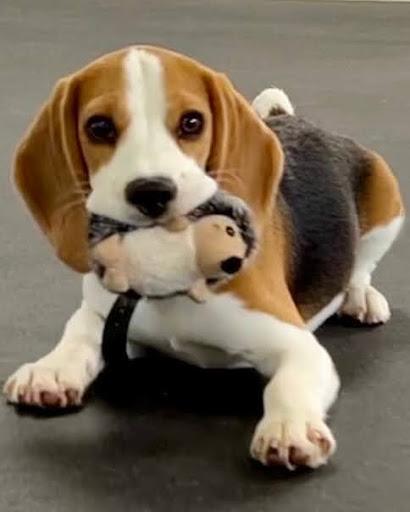 Questions Melbourne Dog Owners Ask About Puppy Training
