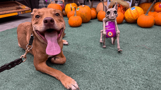 a smiling dog in front of pumpkins and halloween decorations