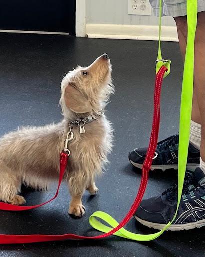a dog being trained to sit on command
