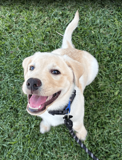 a golden labrador puppy