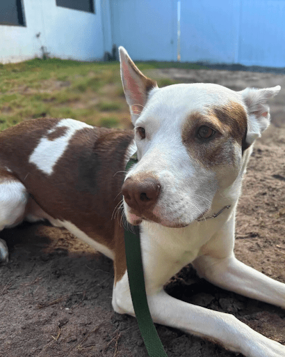 board and train program