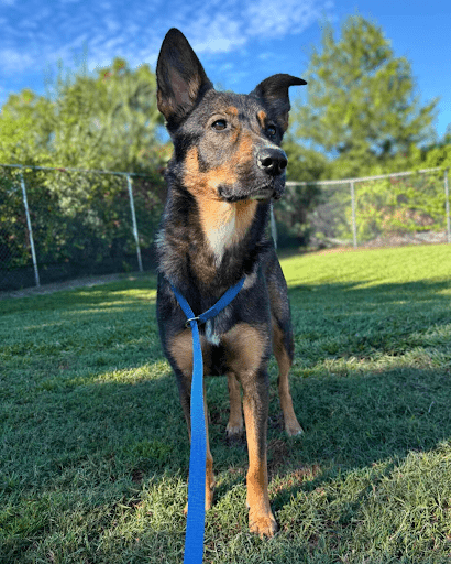 board and train program