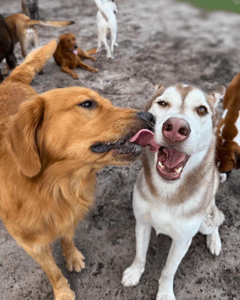 Fall Safety Hazards for Dogs