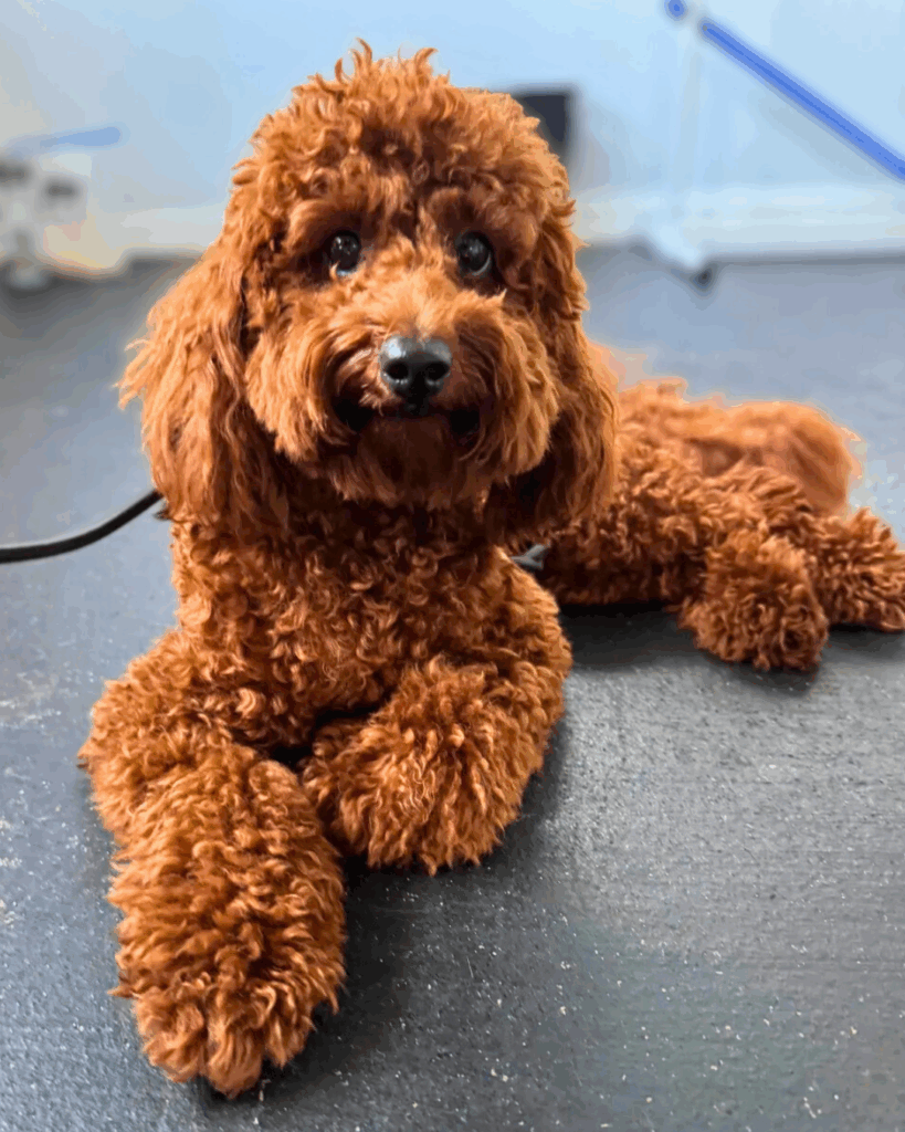 Fall Safety Hazards for Dogs