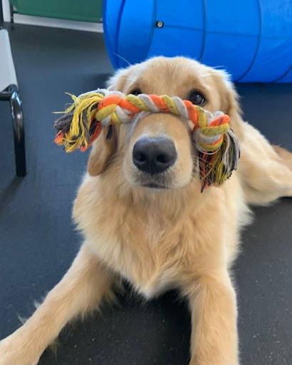Fall Is the Best Season to Start Dog Training in Florida