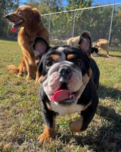 happy dogs playing in the grass at the dog park