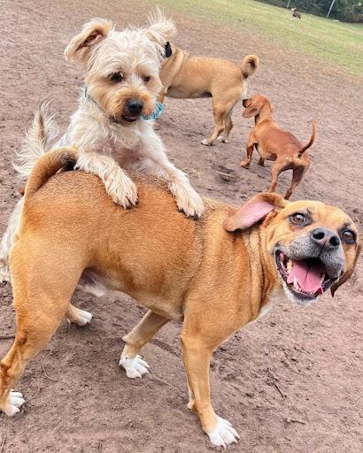 four happy dogs playing at the dog park