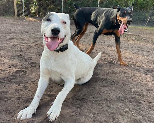 two happy dogs playing at the dog park