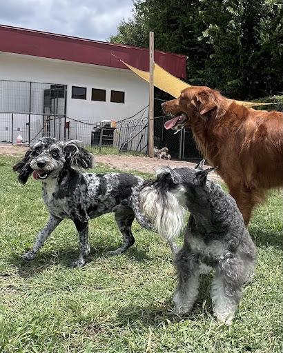 three happy dogs playing at doggy daycare