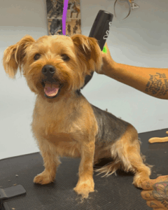 a dog being groomed at k9s place in melbourne florida