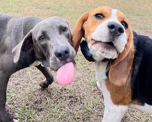 How Often Should My Dog Go to Daycare