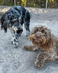 two older dogs playing together at the dog park