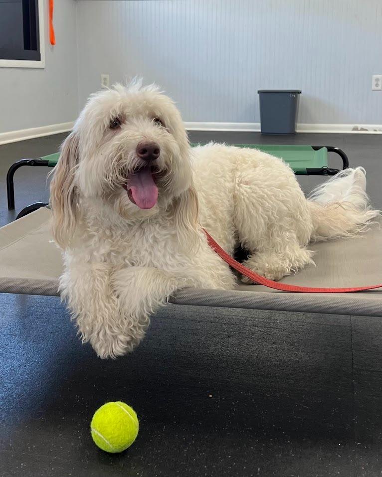 a happy white shaggy dog at the veterinarian sitting on a cot bed with a toy tennis ball beneath him
