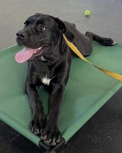 a happy dog sitting on a cot bed