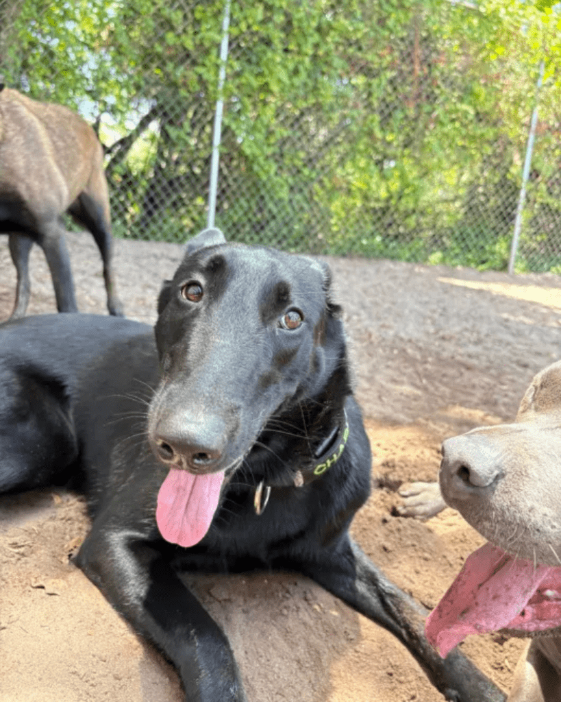 Happy dog in doggy daycare