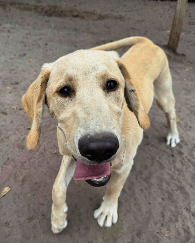 Happy dog named Jax