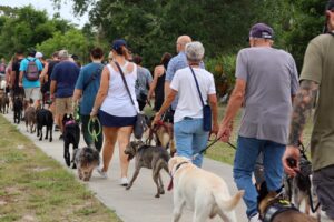 dog owners walking with their dogs during a pack walk
