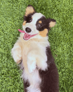 Australian Shepard puppy laying down in grass and smiling