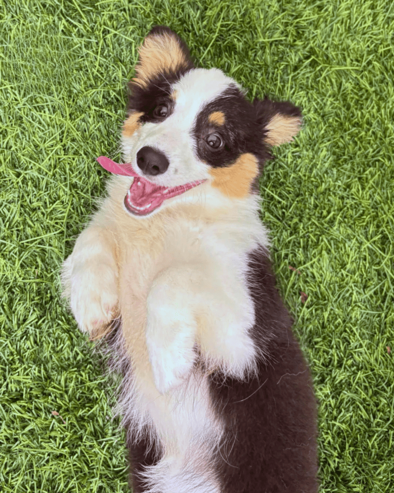 Australian Shepard puppy laying down in grass and smiling