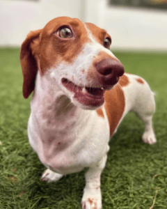 daschund dog smiling at camera