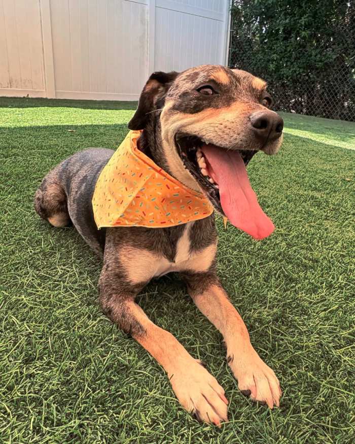 billie the dog at k9s place relaxing while at dog boarding